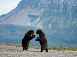 Katmai National Park: dois ursos-pardos em pé na praia, com montanha ao fundo